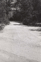 Tree-lined dirt road in the South Campground.
