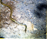 Color Photo of snake.