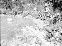 Willow 'spiders,' for stream bank protection, near Weeping Rock. Deer doing extensive damage to new growth on these living structures. Erosion protection works.