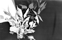 Leaves and fruit of Fraxinus, ash.