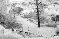 BW photo of the 1937 grazing study 35MM.