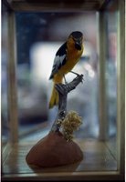Color Photos of stuffed animals in the old visitor center exhibits.