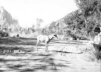 Bighorn sheep yearling standing in dirt road near headquarters, with squatting man luring it.