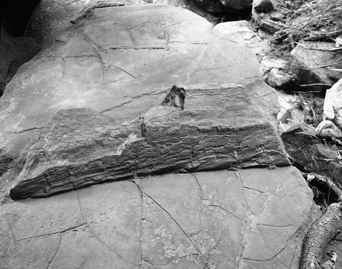 Possible fossils in Navajo sandstone along Canyon Overlook Trail.