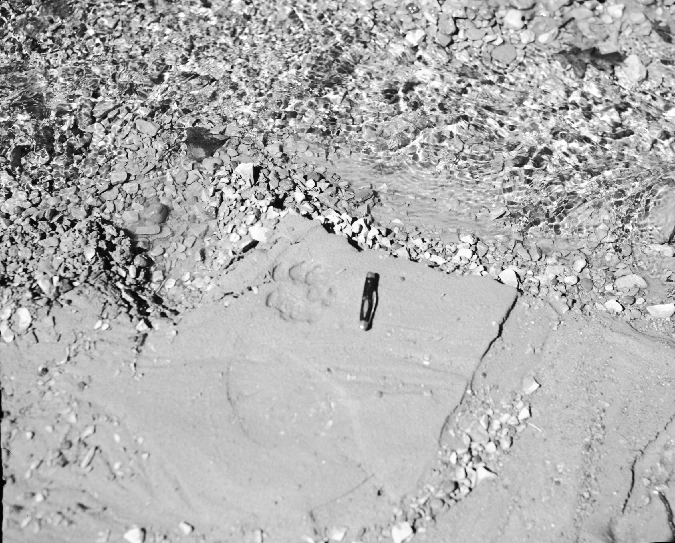 A cougar track and human footprint next to each other in sand - Taylor Creek.