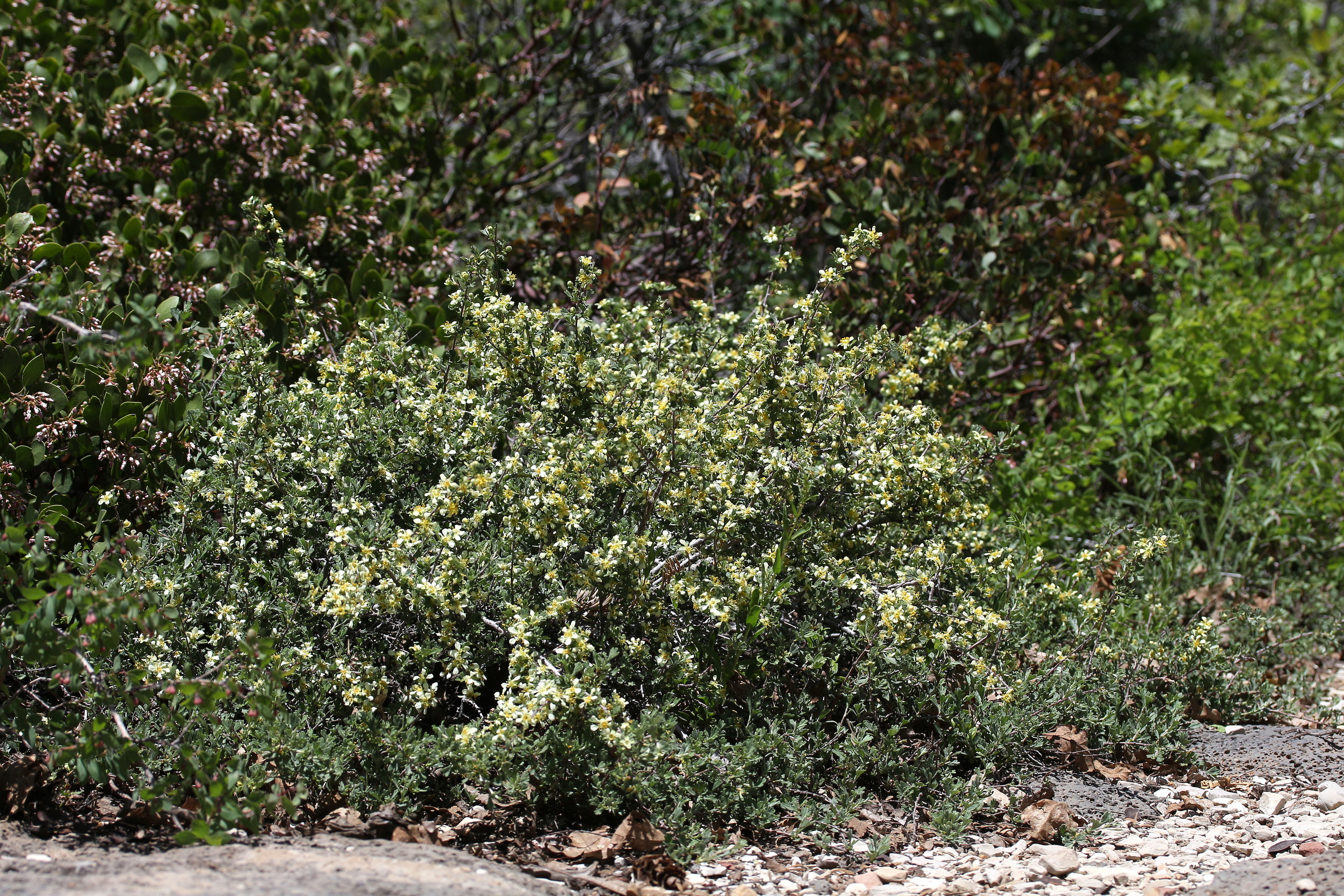 Purshia tridentata, Antelope bitterbrush