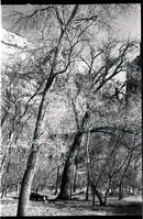 BW photos of trees.