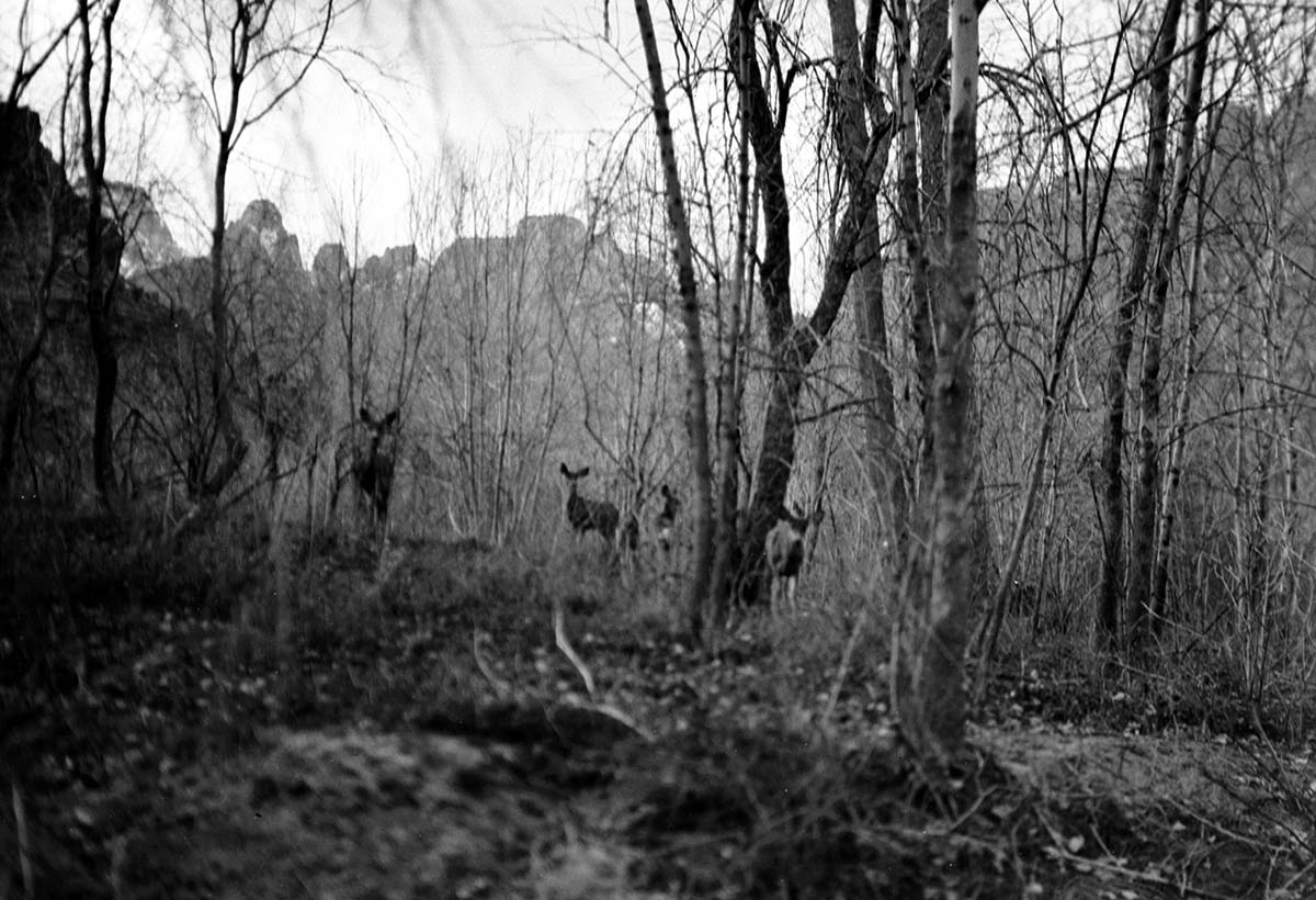 Deer in Zion Canyon.