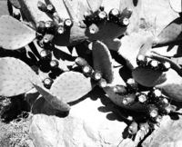 Elephant ear cactus with water near South Entrance station, Opuntia.