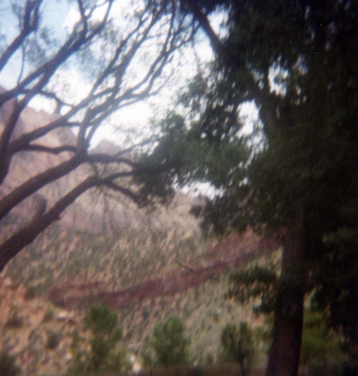 Trees involved in pruning operations.