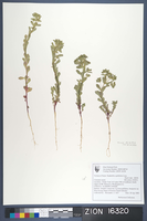 Herbarium Specimen Sheet 16320