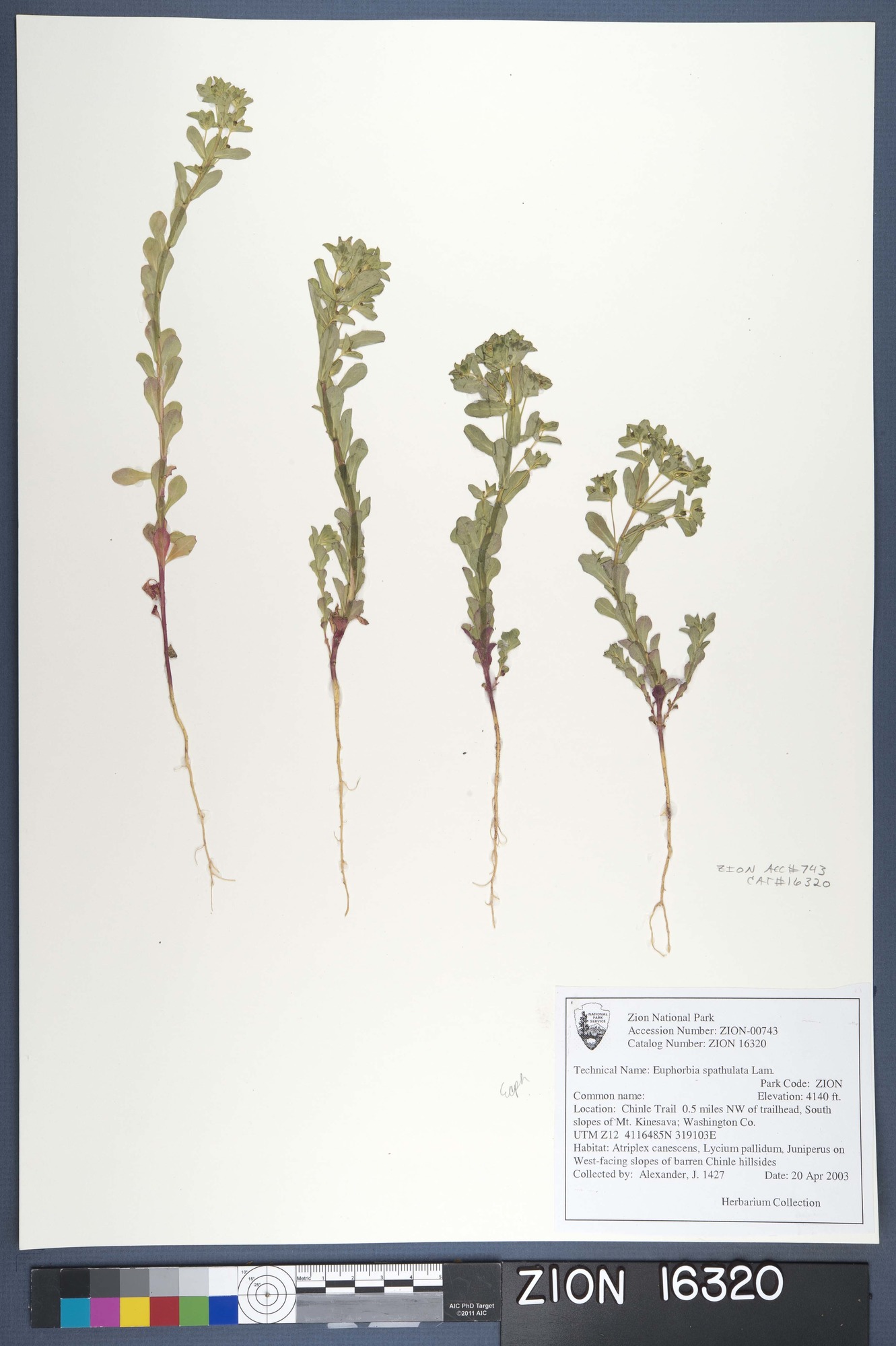 Herbarium Specimen Sheet 16320