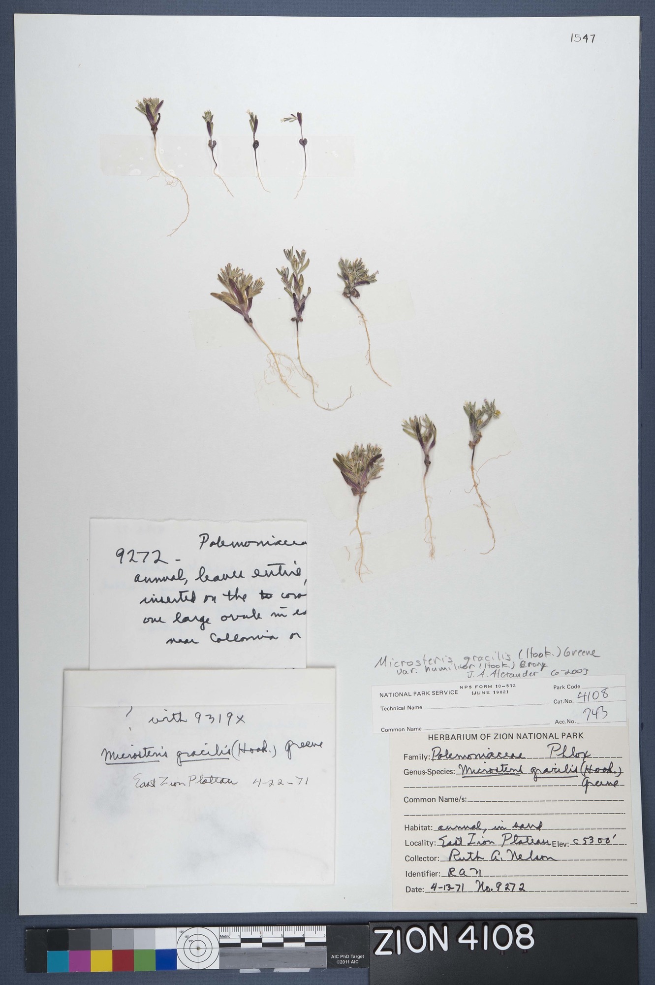 Herbarium Specimen Sheet 4108