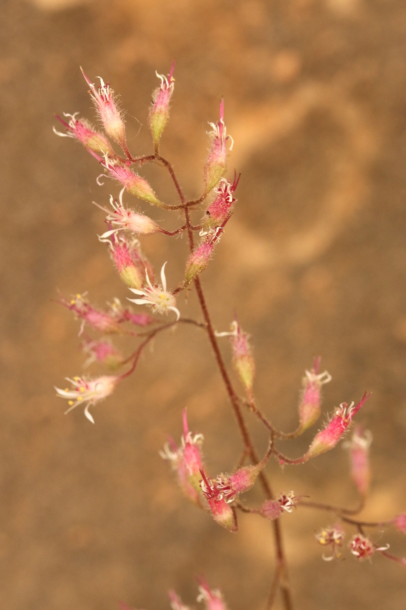 Heuchera rubescens, Hairy alumroot