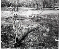 BW photos of trees. [Campground or picnic area]