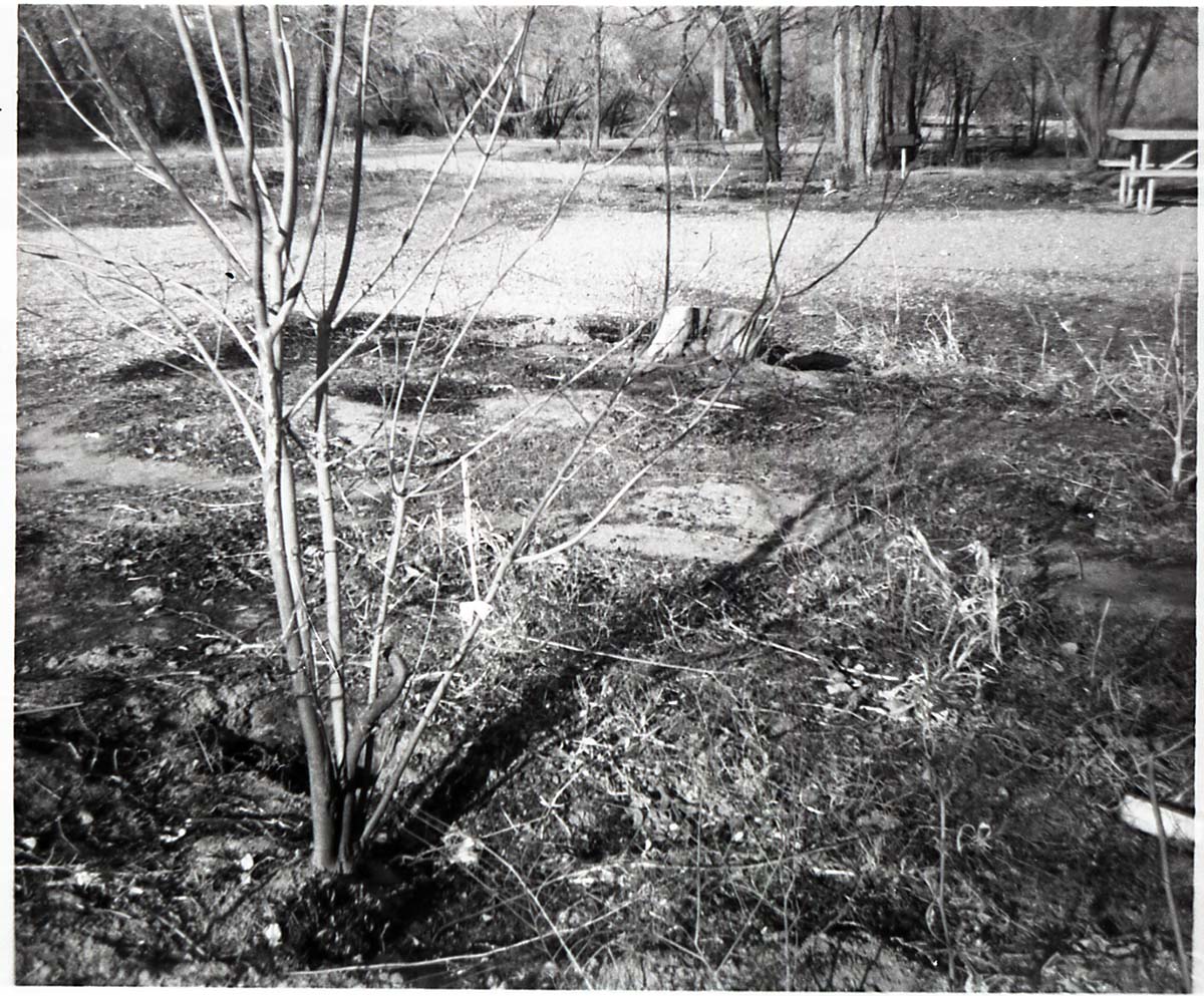 BW photos of trees. [Campground or picnic area]