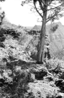 BW photo of the 1937 grazing study 35MM.