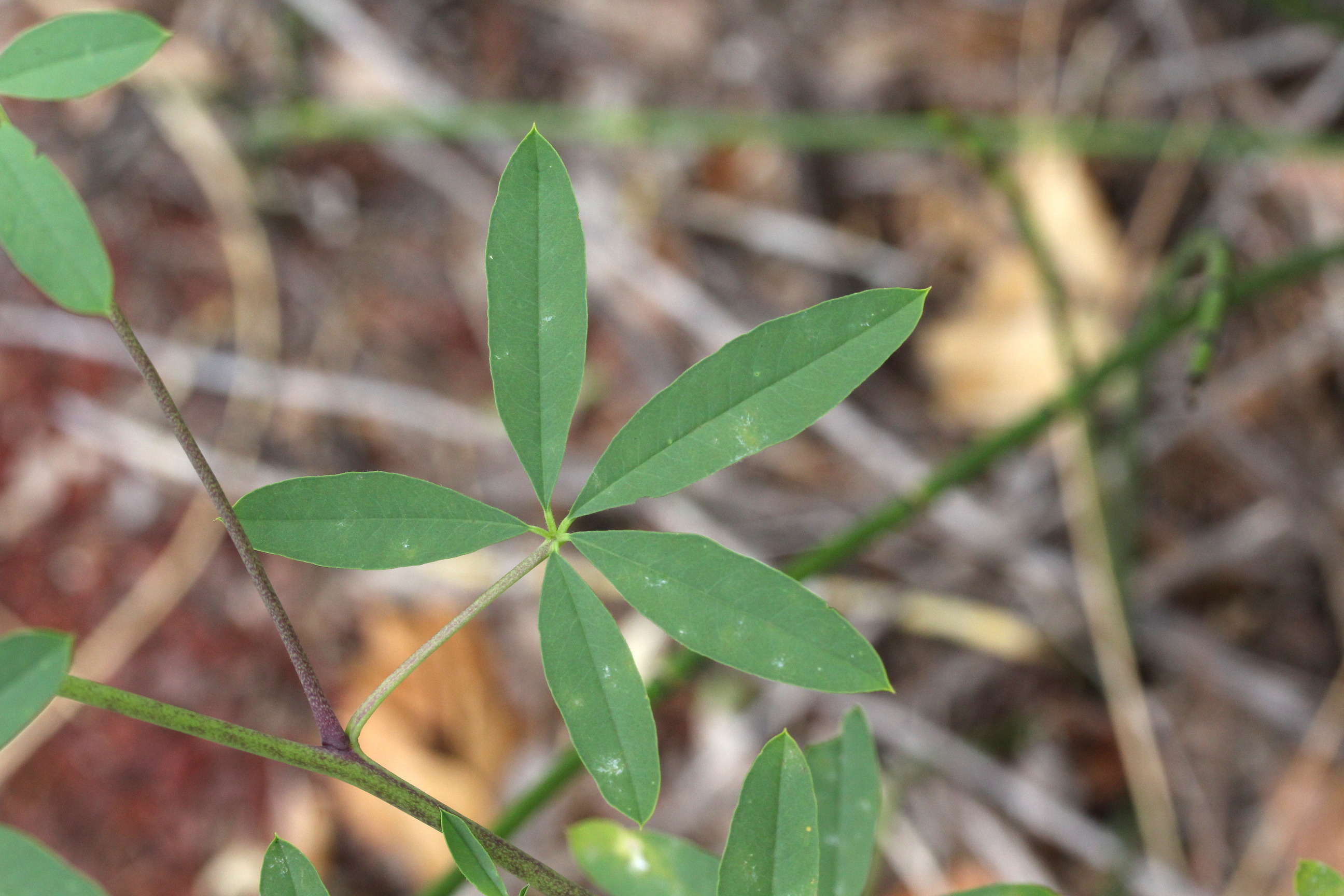 Cleome lutea, Yellow beeplant