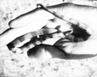 A ground snake in palm of a hand.