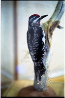 Color Photos of stuffed animals in the old visitor center exhibits.