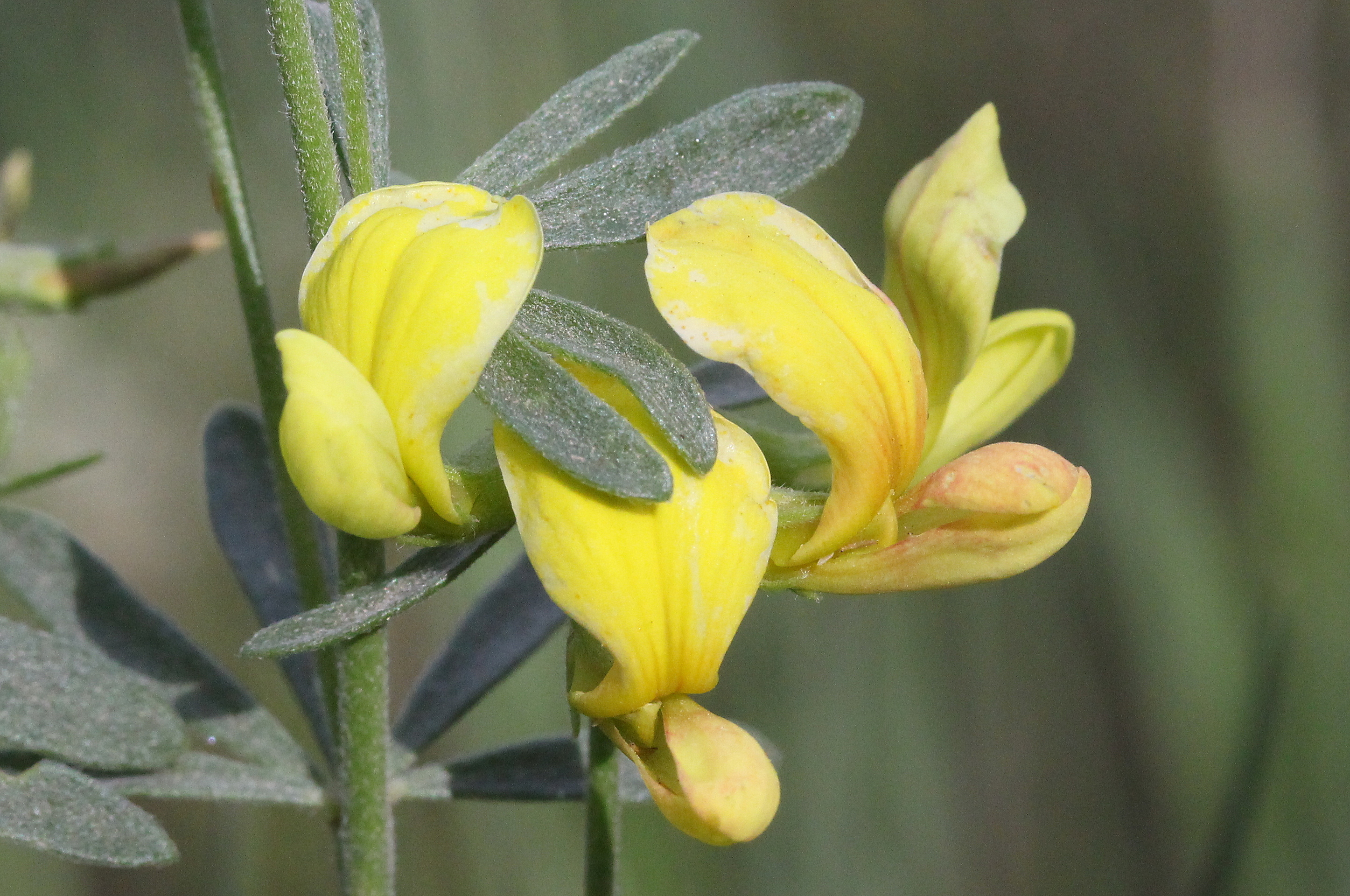 Lotus utahensis, Utah trefoil