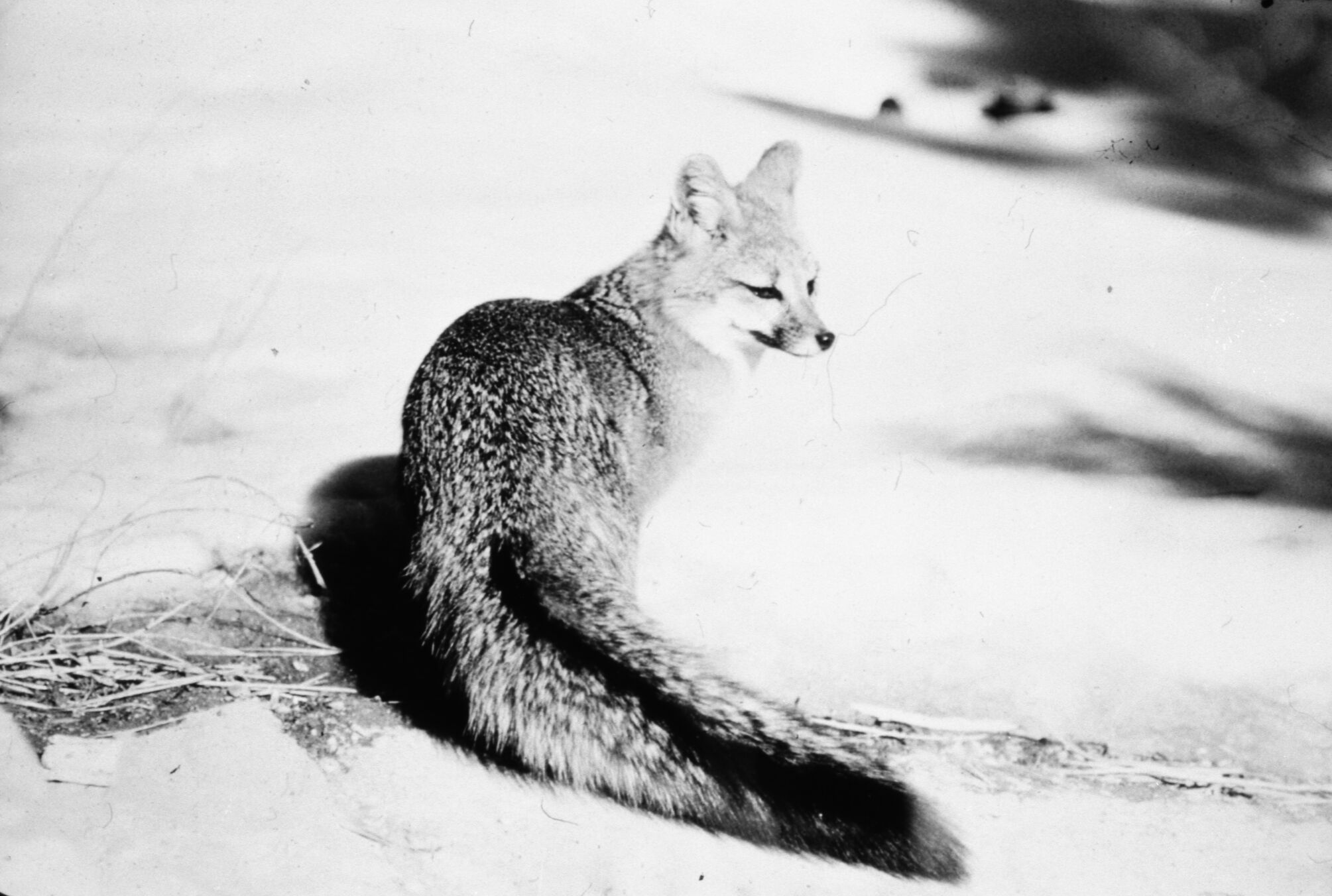 A gray fox.
