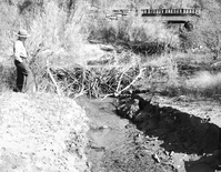 A beaver dam construction on Weeping Rock creek near the bridge.