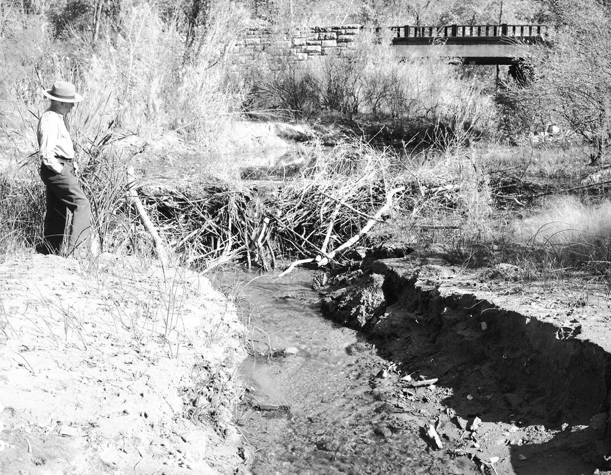 A beaver dam construction on Weeping Rock creek near the bridge.