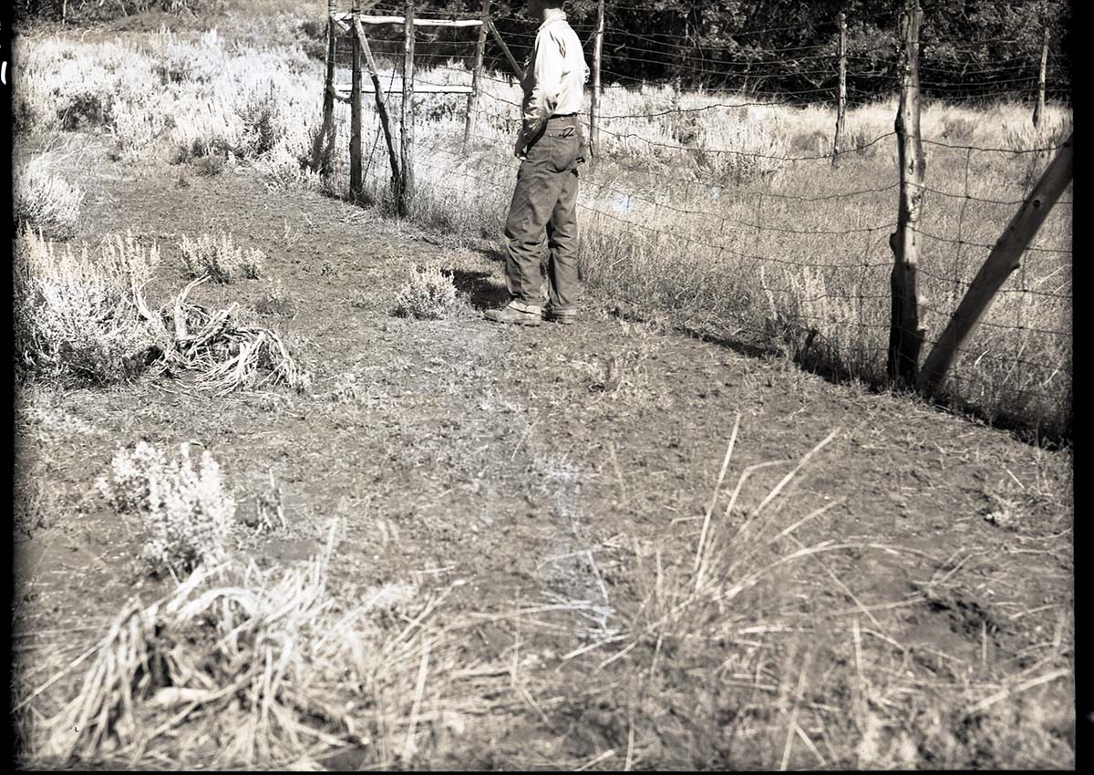 Potato Hollow fenced plot
