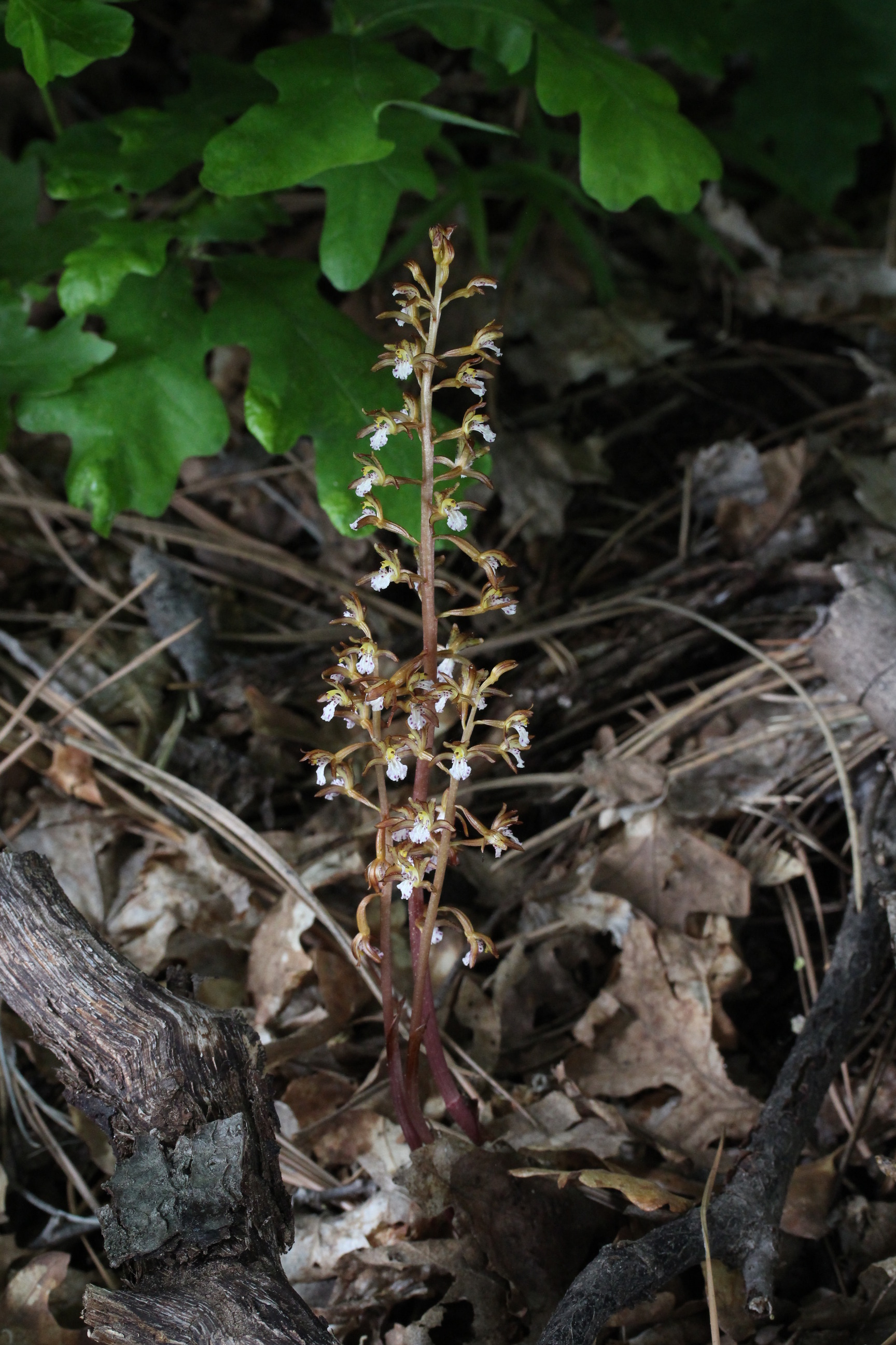 Corallorhiza maculata, Spotted coral-root