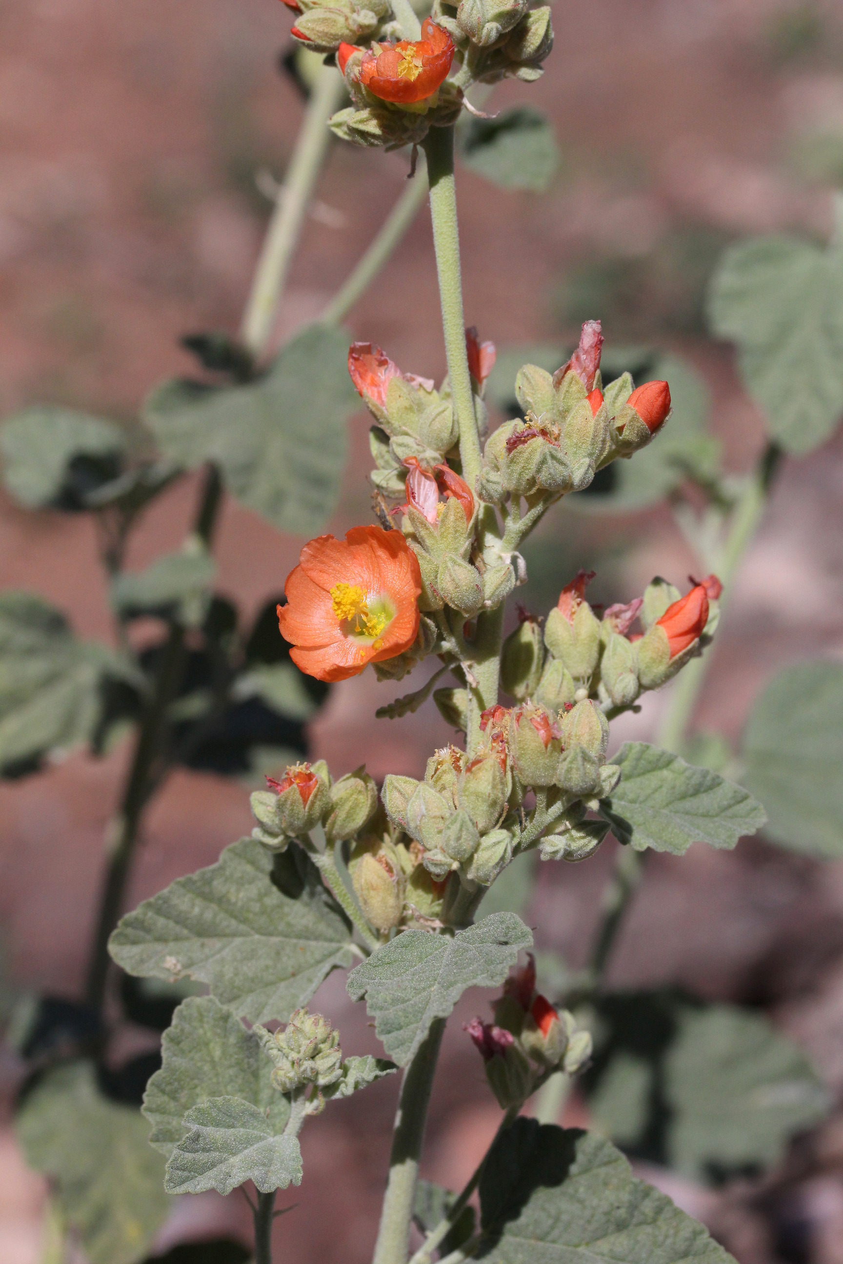 Sphaeralcea parvifolia, Small-leaf globemallow