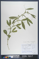 Herbarium Specimen Sheet 15217