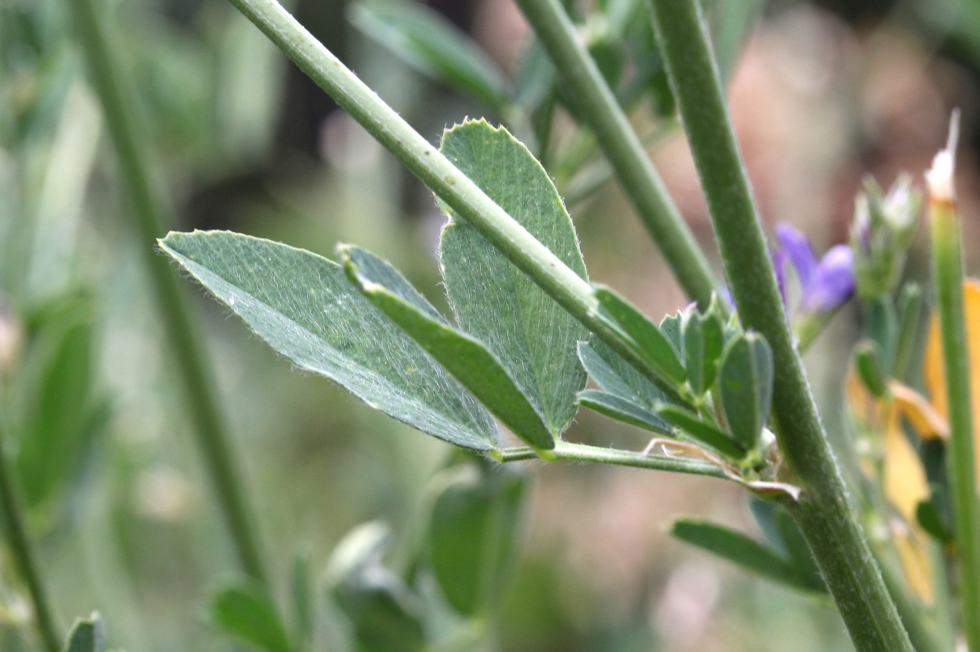 Medicago sativa, Alfalfa