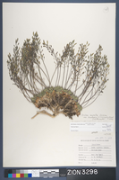 Herbarium Specimen Sheet 3298