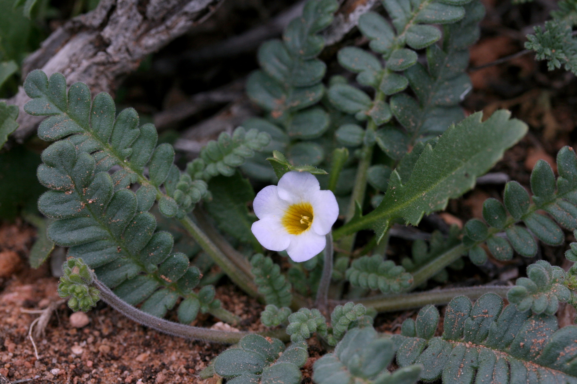 Phacelia fremontii, Fremont's phacelia