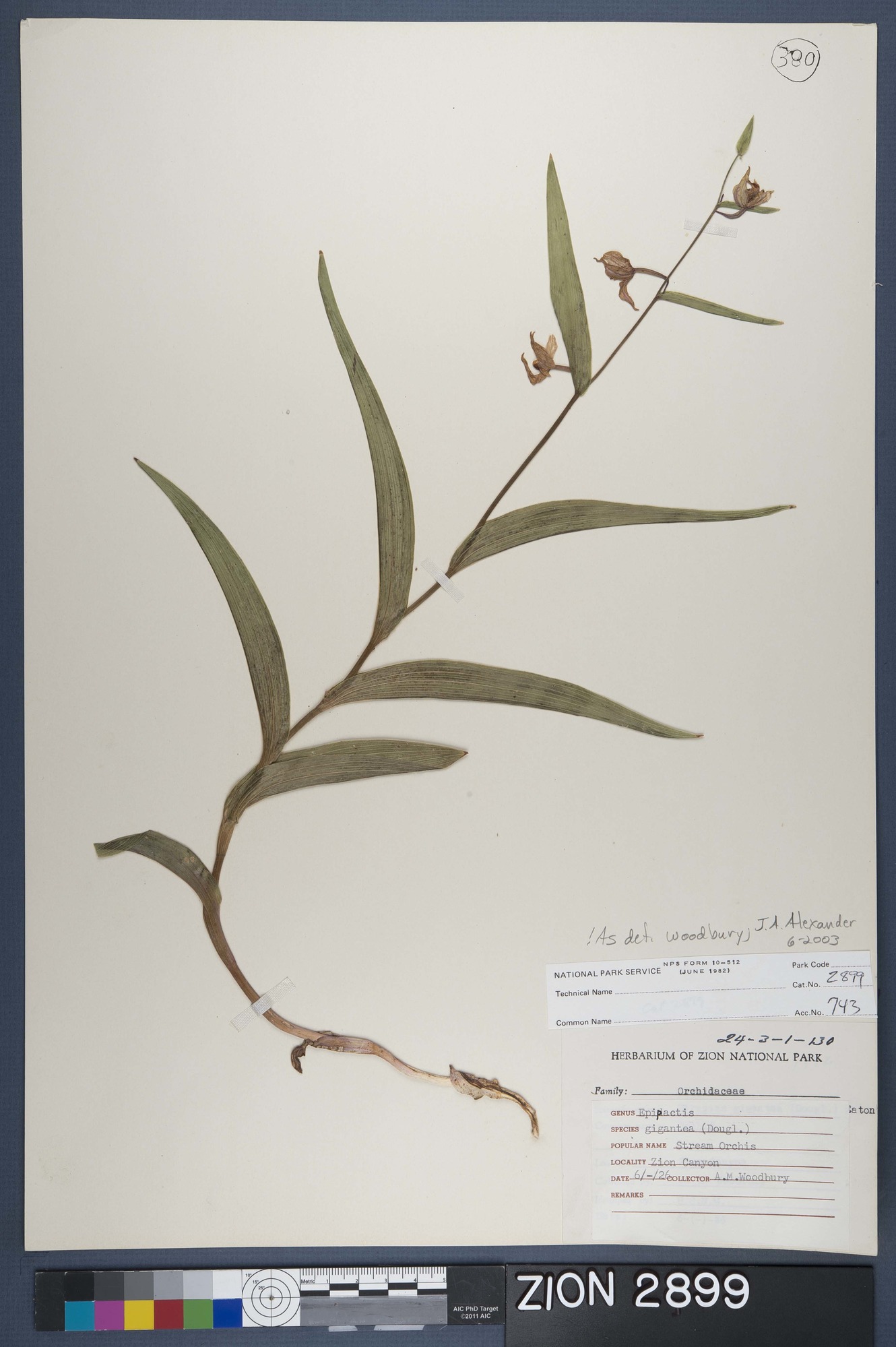 Herbarium Specimen Sheet 2899