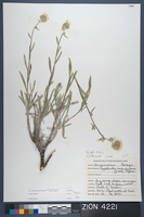 Herbarium Specimen Sheet 4221