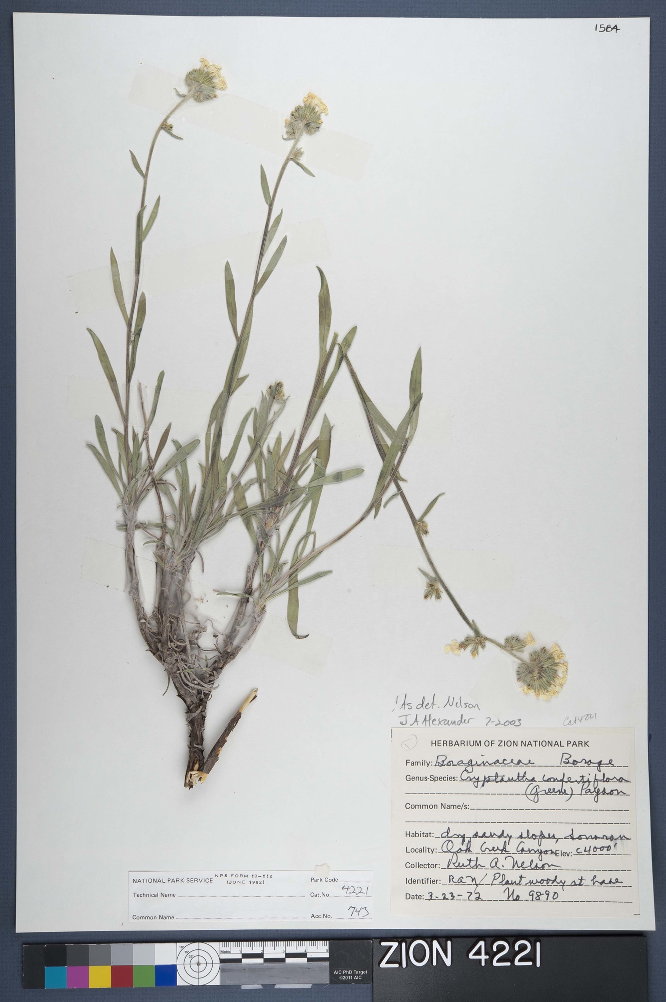 Herbarium Specimen Sheet 4221