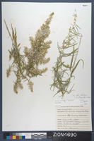 Herbarium Specimen Sheet 4690