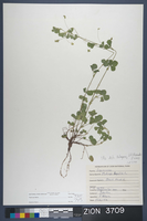 Herbarium Specimen Sheet 3709