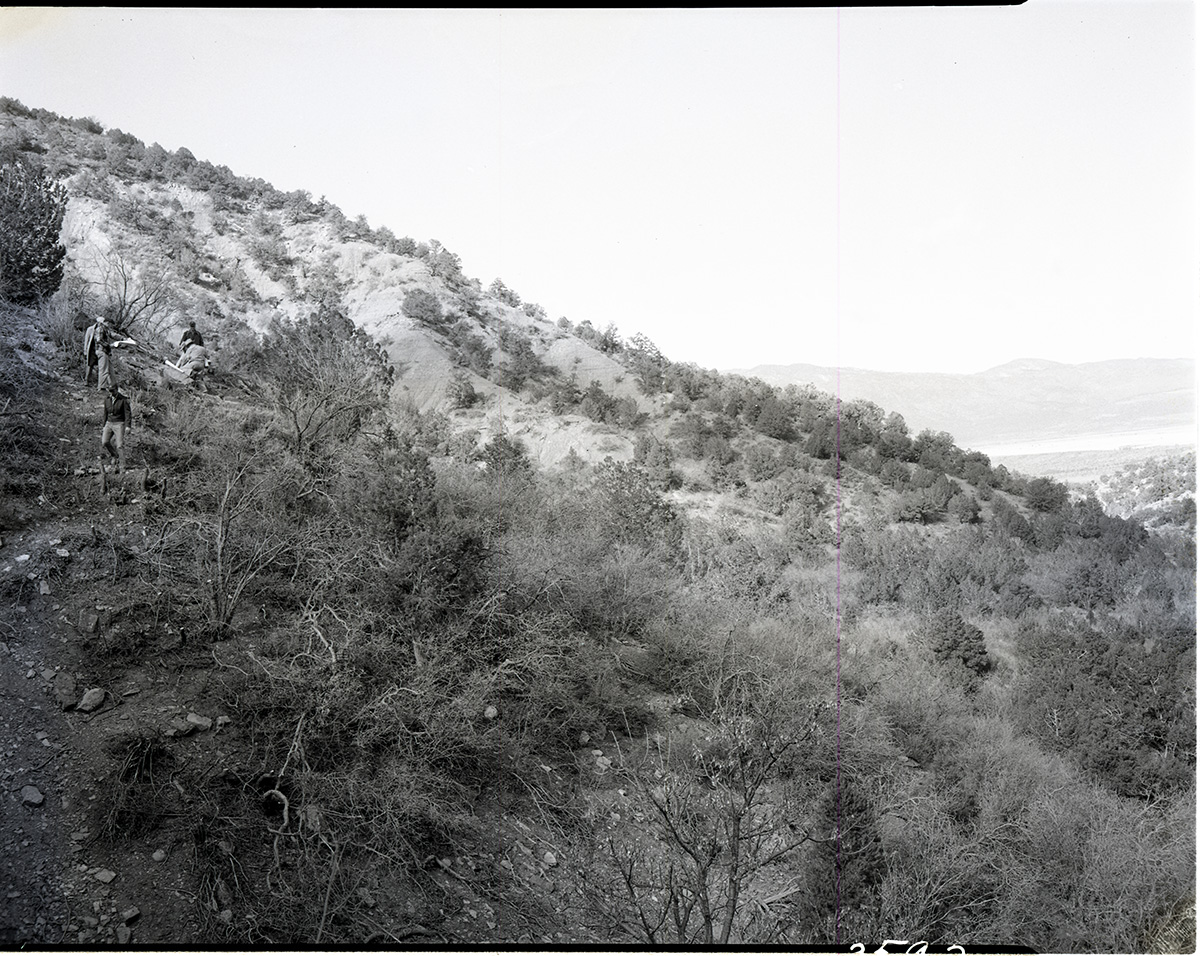 1 mile up Taylor Creek along north slope - proposed for road construction. [Kolob Canyon]