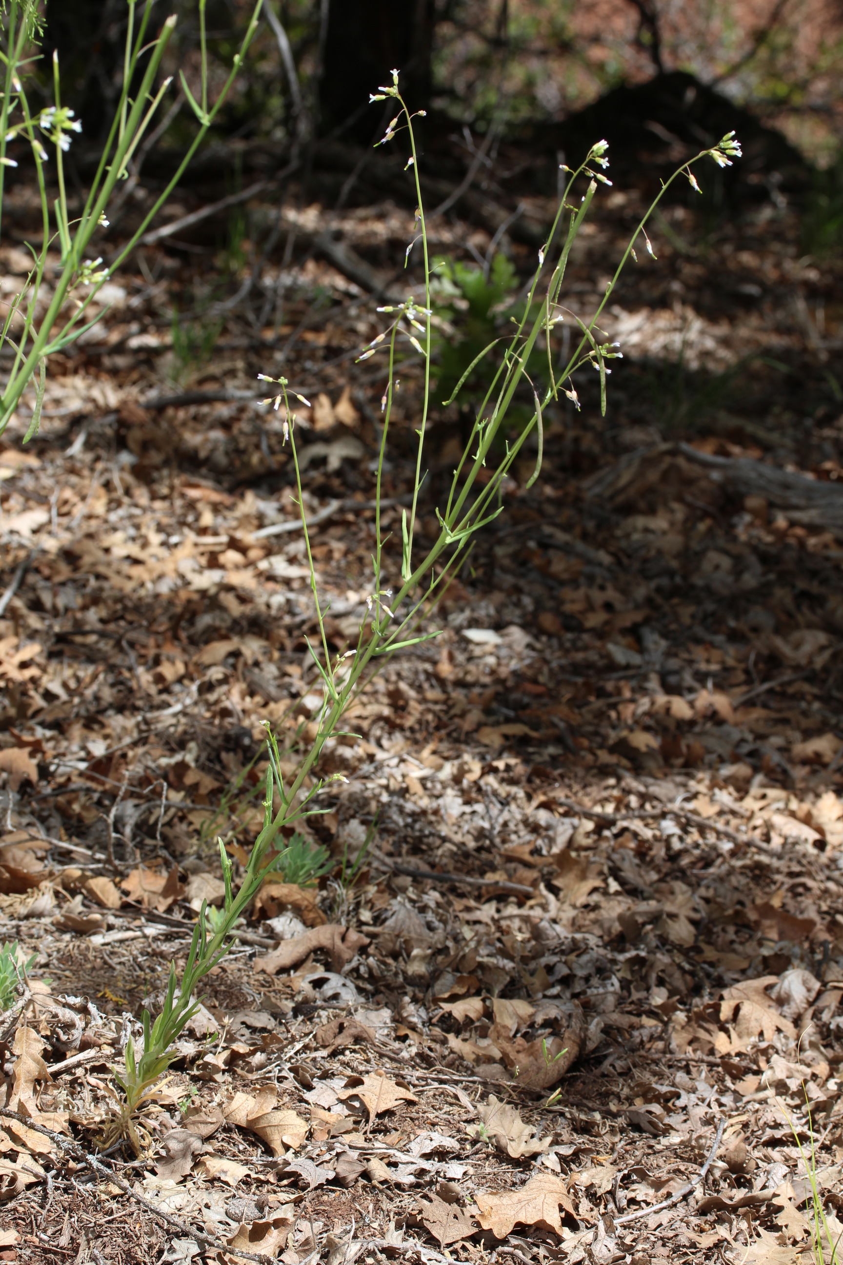 Arabis holboellii, Holboell's rockcress