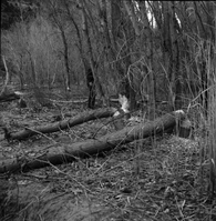 Tree damages as a result of beaver work along Virgin River near Weeping Rock, southeast of Angels Landing. Fremont cottonwoods.