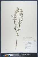 Herbarium Specimen Sheet 4711