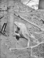 Deer caught in mountain lion trap set by Utah State Trapper, J.L. Crawford, park ranger in charge of monument.