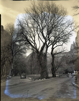 Cottonwood trees at Zion Lodge before pruning by eastern tree crew.
