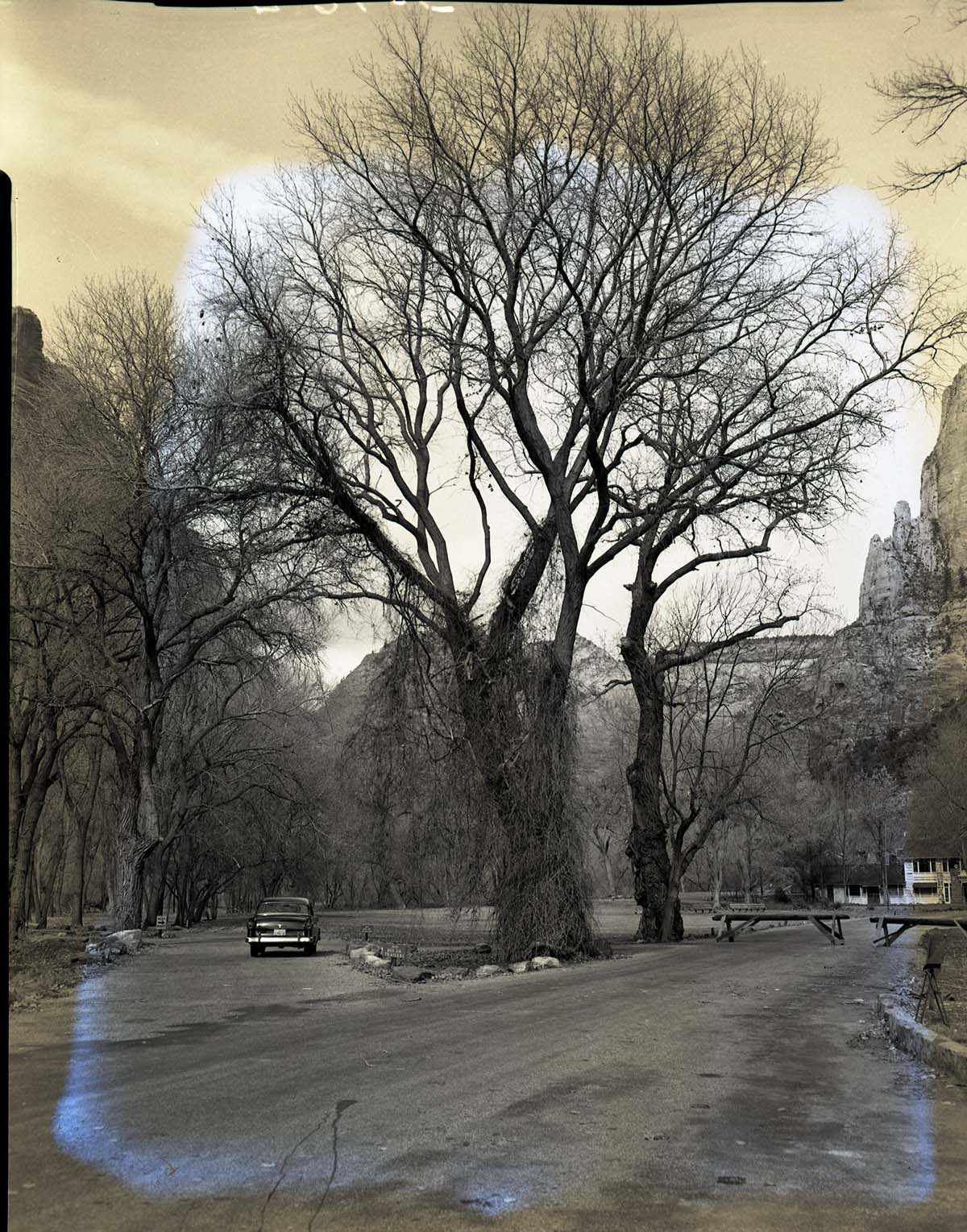 Cottonwood trees at Zion Lodge before pruning by eastern tree crew.