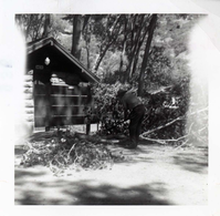 NPS employees clearing and removing brush.