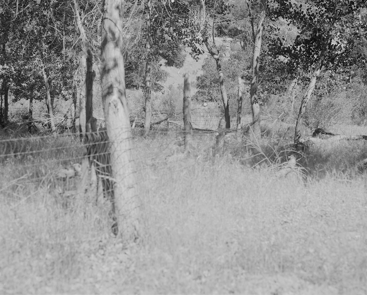 Fence around cottonwood trees.