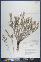 Herbarium Specimen Sheet 2505